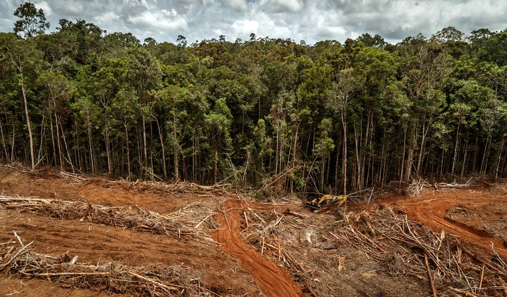 Disminuye la deforestación en Colombia