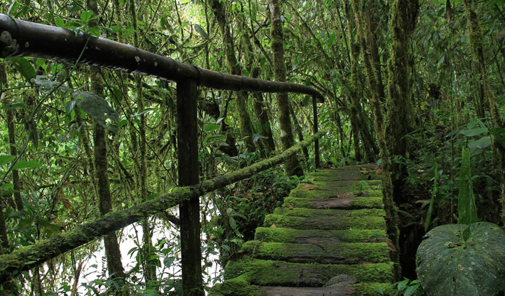 El Santuario de Flora y Fauna Otún Quimbaya