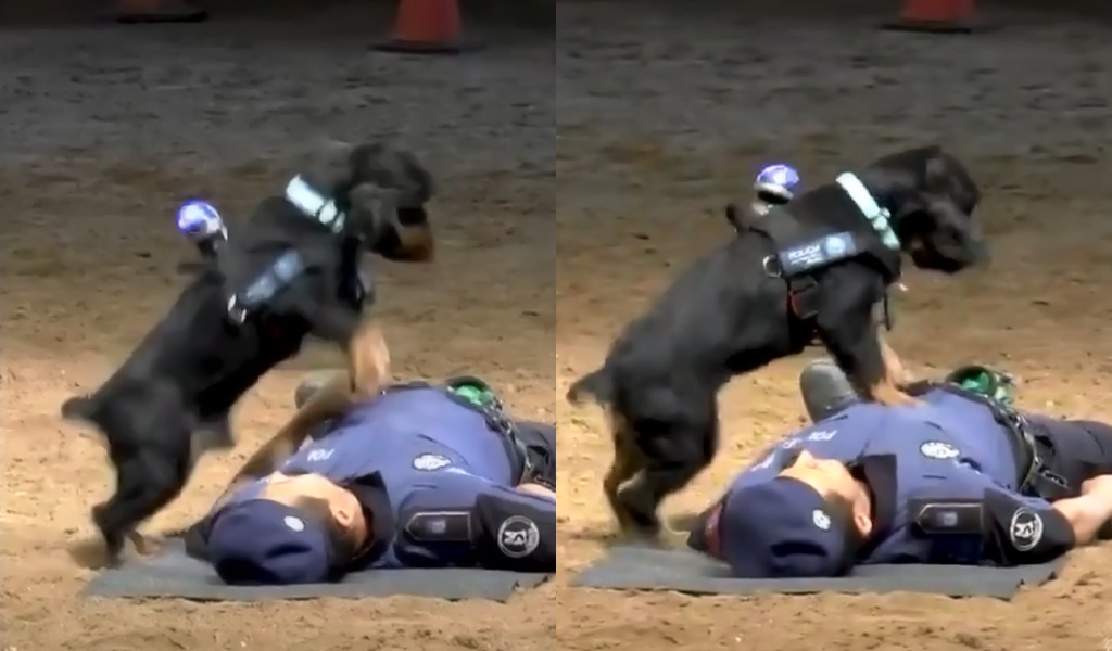'Poncho', el perro policía entrenado para salvar vidas