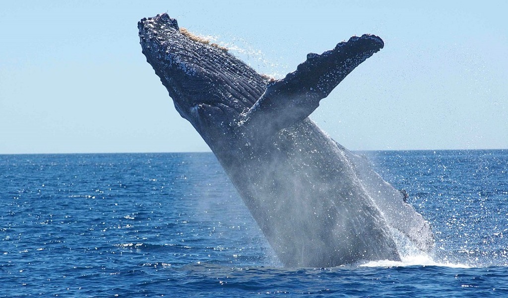 Los lugares para avistar las ballenas jorobadas en Panamá