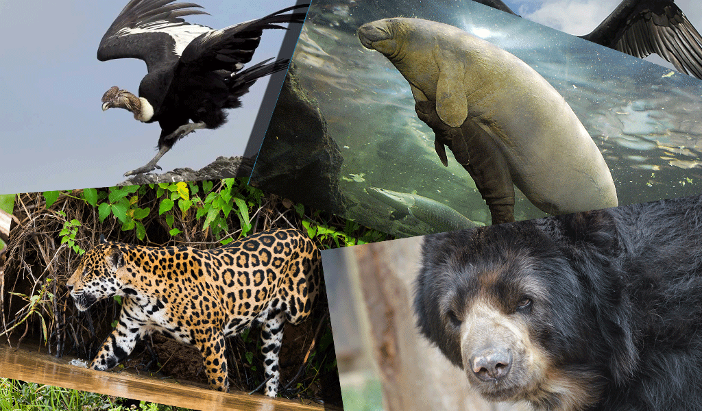 Cinco especies amenazadas en Colombia