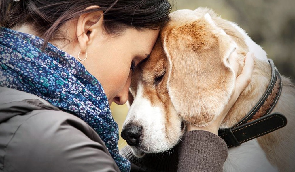El poder terapéutico de las mascotas y otros animales