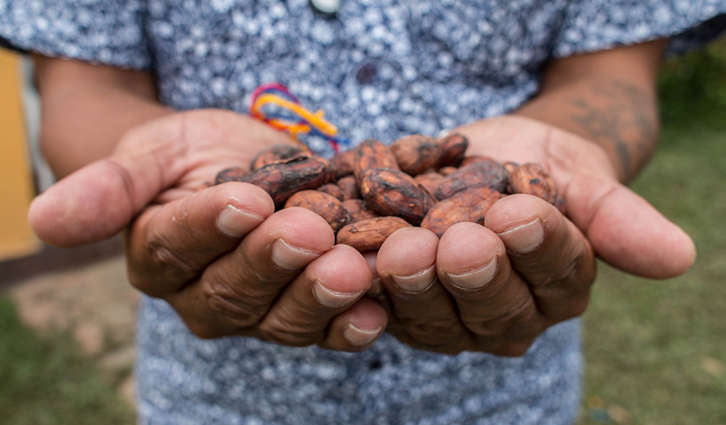 En Colombia se siembra cacao para cultivar paz y reconciliación