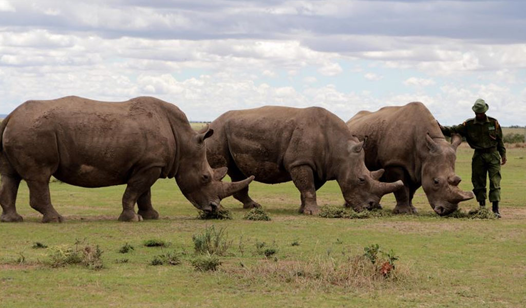 El rinoceronte blanco podría salvarse de la extinción