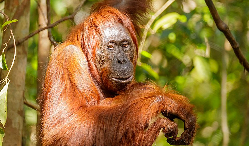 La lección de humanidad que dejó un orangután