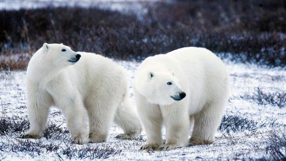 Preocupante cifra sobre osos polares