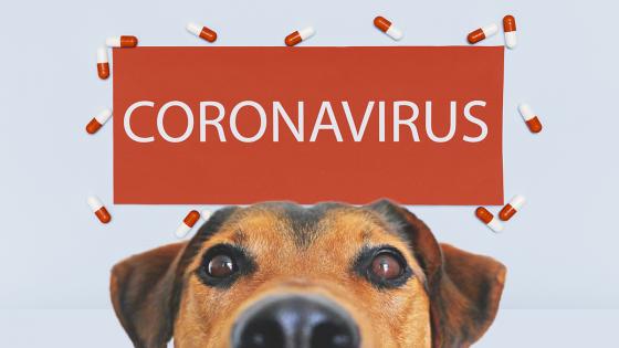Coronavirus en mascotas