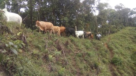 Un color más, en el libro de los sueños de los habitantes del Congal ...