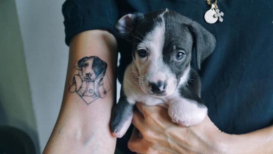 Panda: una perrita ejemplo de lo que significa ser fuerte Panda: una perrita ejemplo de lo que significa ser fuerte
