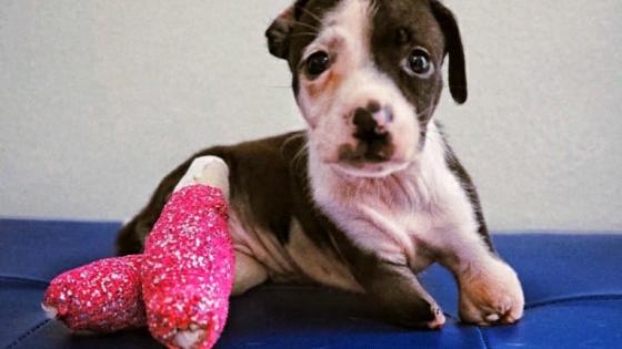 Panda: una perrita que ejemplifica lo que significa ser fuerte Panda: una perrita que ejemplifica lo que significa ser fuerte