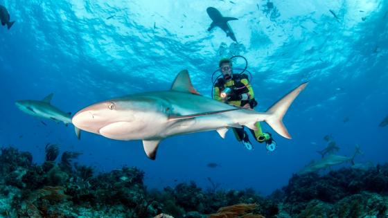 Pesca de tiburones quedó prohibida en territorio colombiano