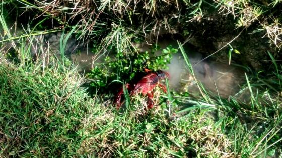 Alerta por presencia de cangrejos rojos en parques de Bogotá