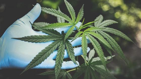 Proponen crear la comisión reguladora del cannabis medicinal