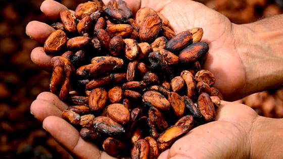 Tumaco productor de el 93% del cacao de Nariño