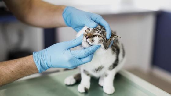 Desarrollan vacuna para gatos contra la covid-19