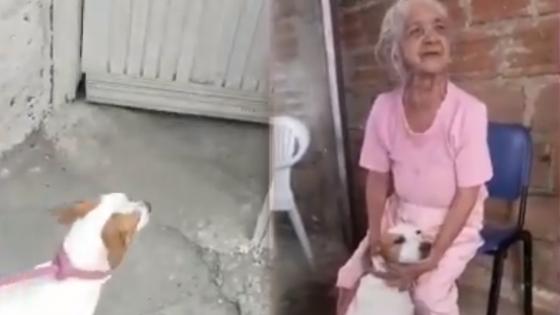 Emotivo reencuentro del perrito Palomo y su dueña de 92 años en Cali