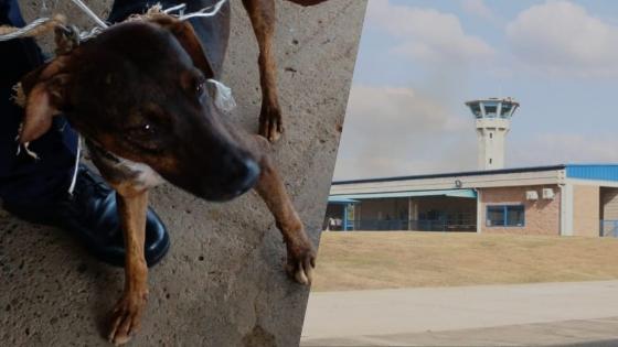 Interceptan a perro mensajero de narcotraficantes en cárcel La Joya