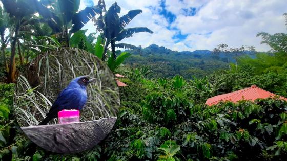 Aves y café, la apuesta de Manizales para reactivar el turismo