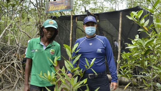 La apuesta con manglares en el Pacífico colombiano