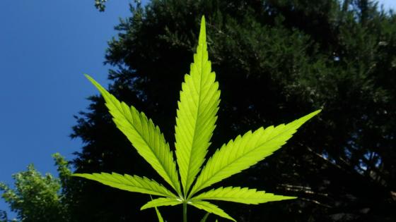 Legalización del cannabis de uso recreativo: ¿Qué dicen los precandidatos?