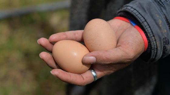 Día Mundial del Huevo: ¿cuántas unidades consume un colombiano al año?