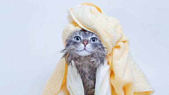 Gato baño