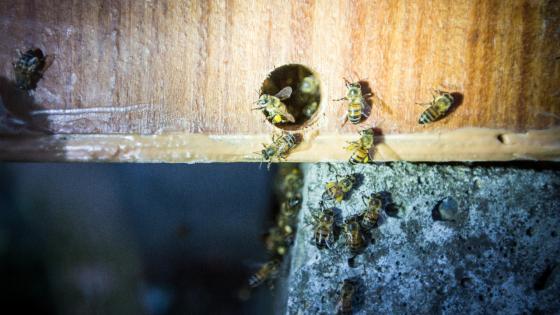 abejas y avispas temporada seca