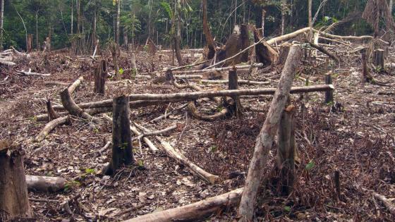 deforestación Colombia 
