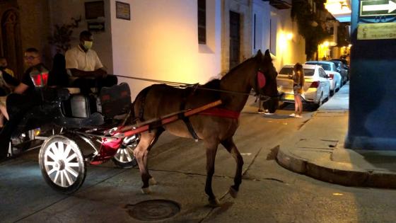 Radican acción popular en Cartagena contra carrozas de tracción animal