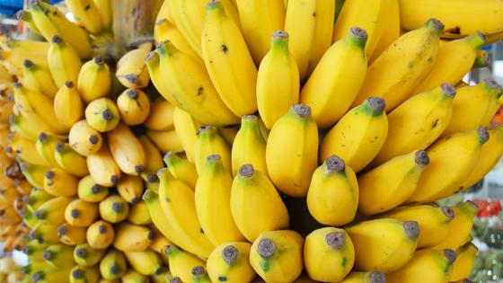 clonación de bananos CES