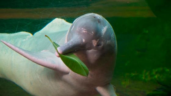 delfin rosado rio Arauca 