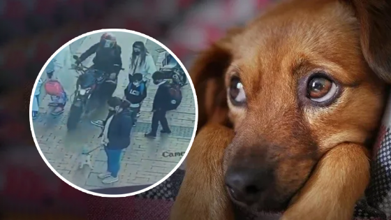 Video: Nueva y peligrosa modalidad de robo de mascotas en Bogotá
