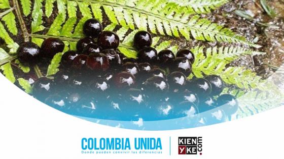 Chambimbe, el exótico fruto colombiano que ayuda al medio ambiente 