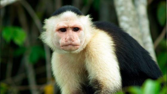 primate trafico ilegal de fauna noticias Medellín Antioquia 