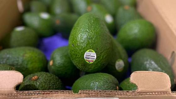 aguacate hass colombiano llegará a Chile aguacate hass colombiano llegará a Chile 