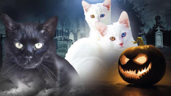 ¿Por qué los gatos corren peligro en Halloween?