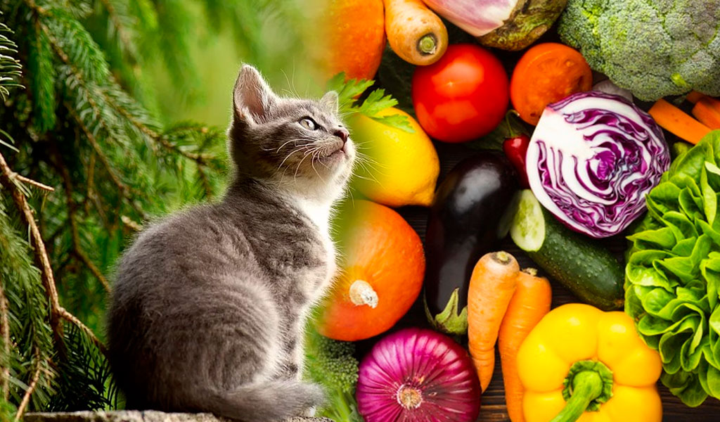 ¿Por qué no es sana una dieta vegetariana para un gato?