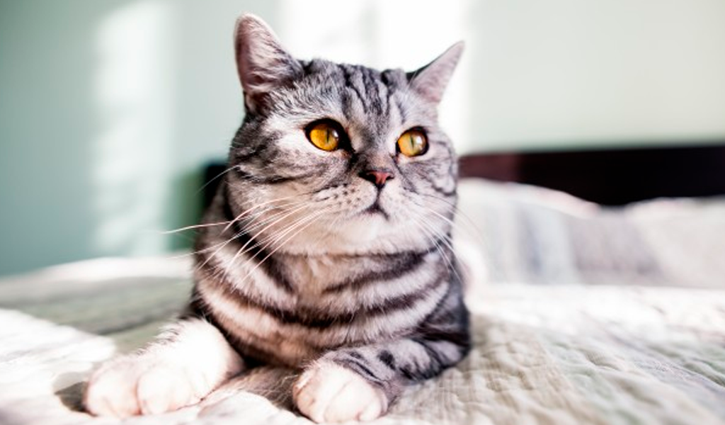 Día Internacional del gato: los lujos de estas mascotas