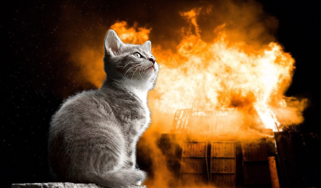 Gato salva a su dueña de morir en un incendio