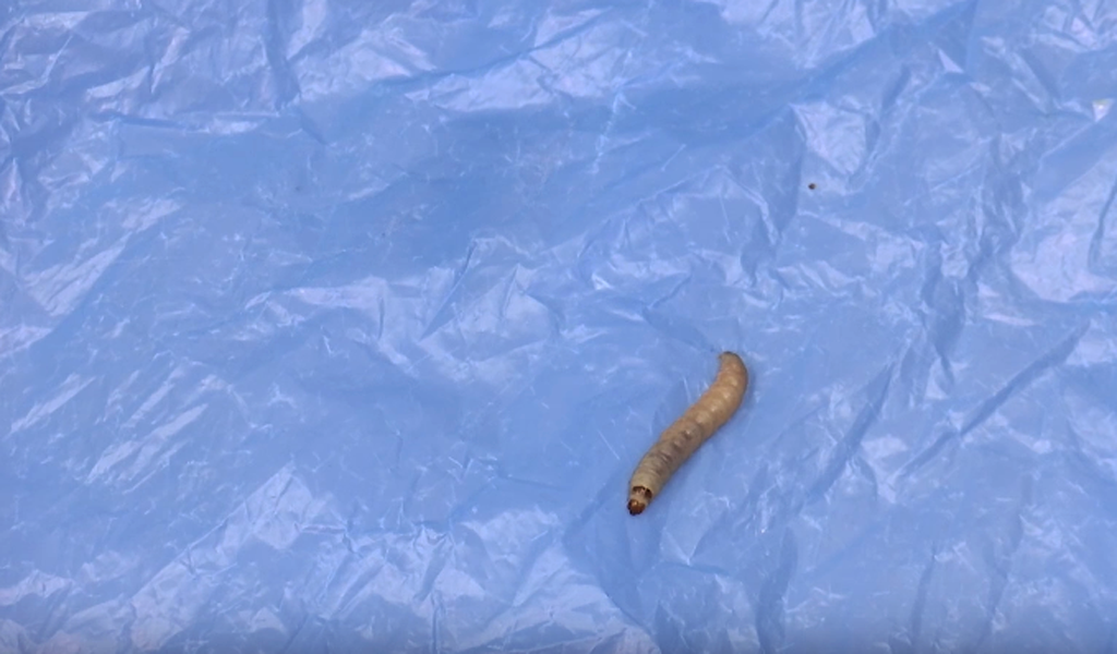 Descubren gusano capaz de descomponer el plástico
