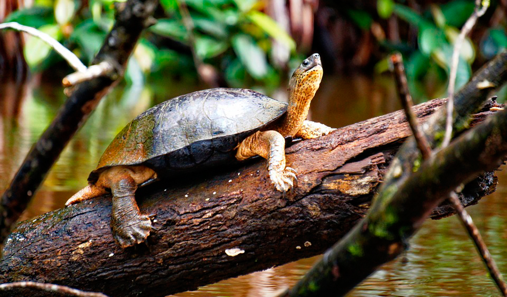 En Puerto Triunfo (Antioquia) dejaron de comer tortugas