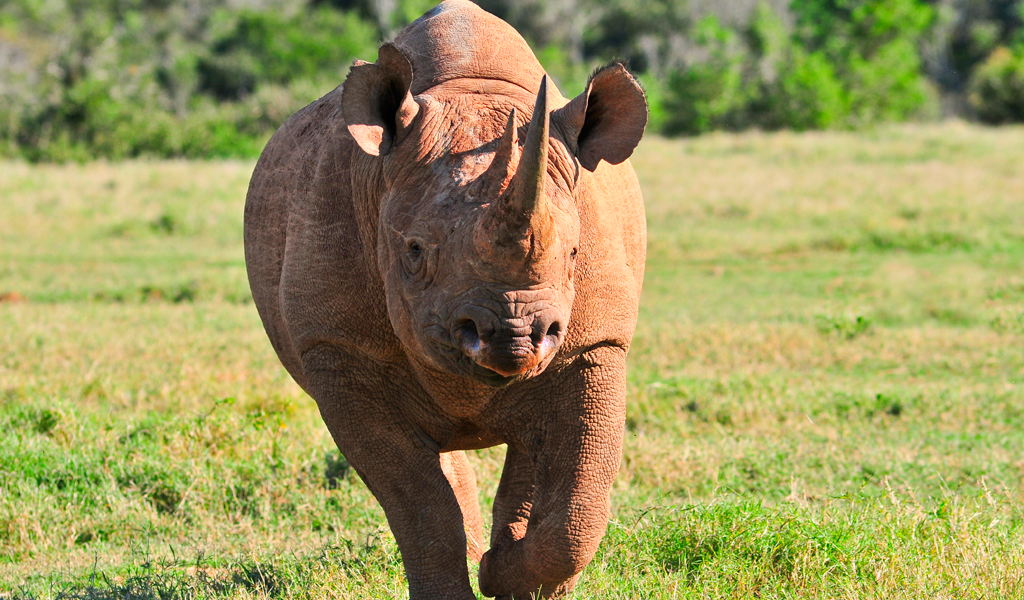 El regreso del rinoceronte negro a Ruanda