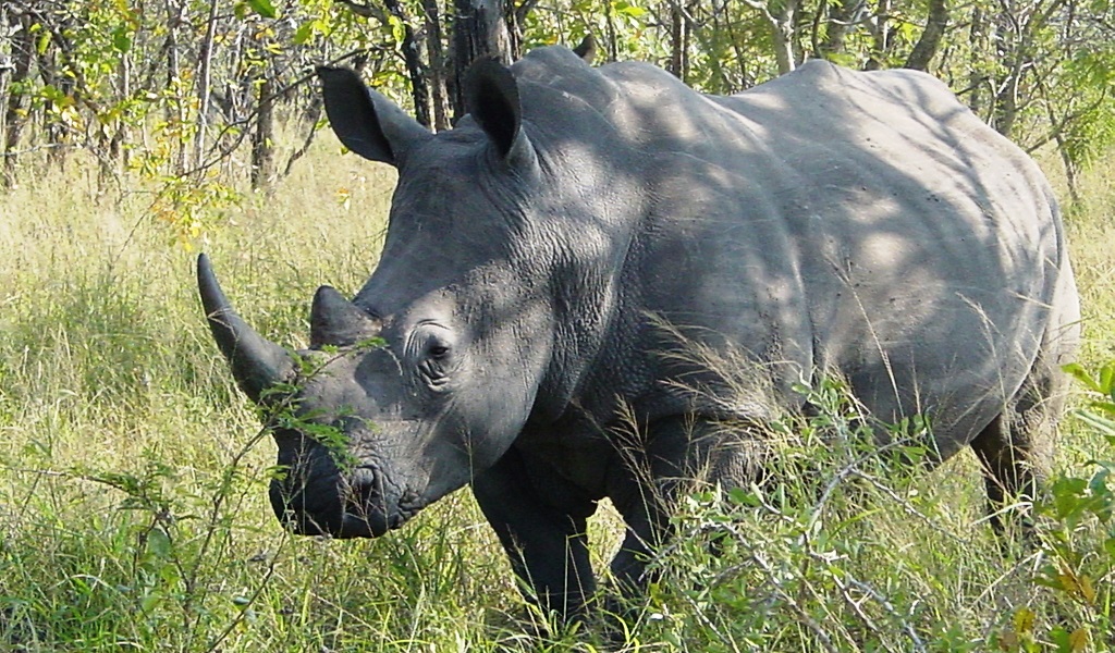 El último rinoceronte blanco recurre a Tinder para salvarse