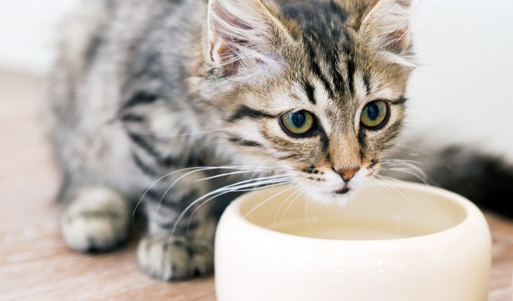 Es normal que los gatos tomen agua en exceso? | KienyKe