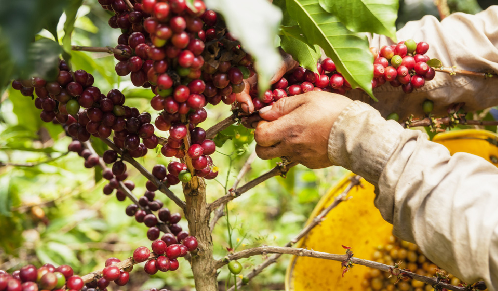 Ya se exporta café cultivado por excombatientes